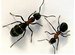 Ant Arena online game