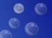 Bubbul online game
