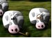 Exploding Cow Milk Crisis online game