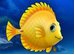 Fishdom online game