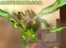 Nimian Flyer Legends online game