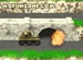 Tank Assault online game