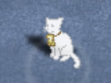 Time4Cat Online Game